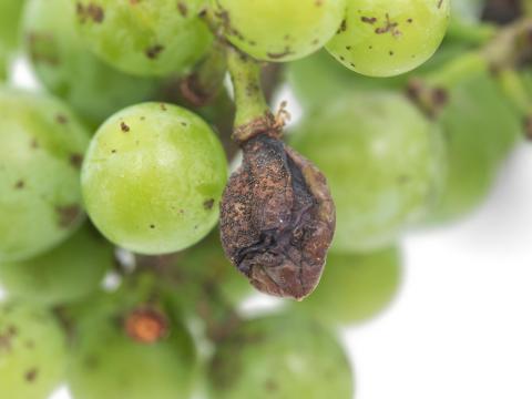 Vigne (raisin) - Pourriture noire (Phyllosticta ampelicida)_6