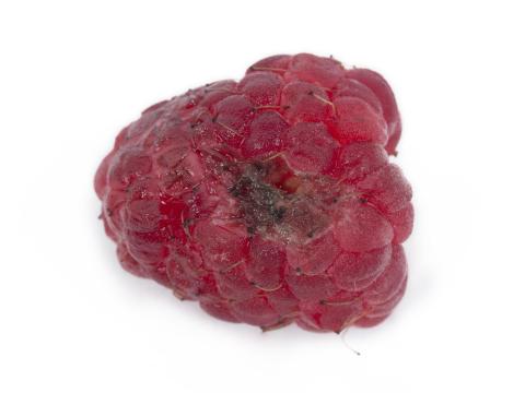 Framboise - Moisissure grise (Botrytis cinerea)