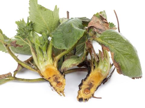 Fraise - Pourriture des racines et du collet (Phytophthora cactorum)