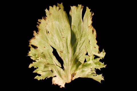 Laitues - Tache bactérienne (Pseudomonas viridiflava)_1