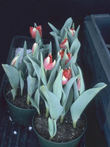 Tulipes - Vernalisation insuffisante_1