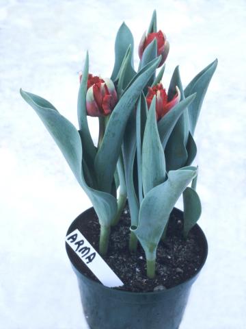 Tulipes - Vernalisation insuffisante_2