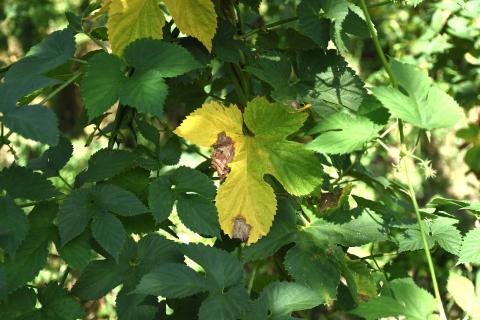 Houblon - Brûlure à halo (Diaporthe humulicola)_1