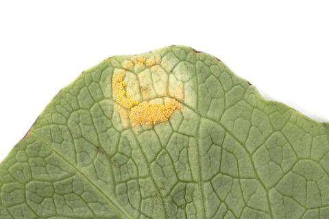 Laitues - Rouille (Puccinia sp.)_2