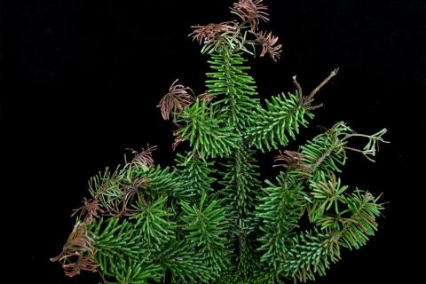 Arbres de Noël (sapins) - Brûlure des pousses (Delphinella sp.)