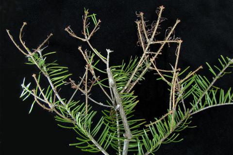 Arbres de Noël (sapins) - Brûlure des pousses (Delphinella sp.)