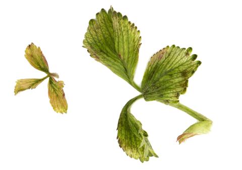 Fraise - glyphosate (9)_27