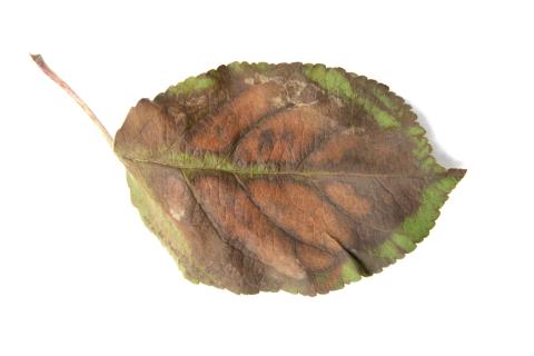 Pomme_calcium (Ca)_4