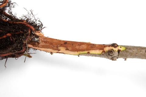 Sapins_pourriture des racines (Phytophthora abietivora)