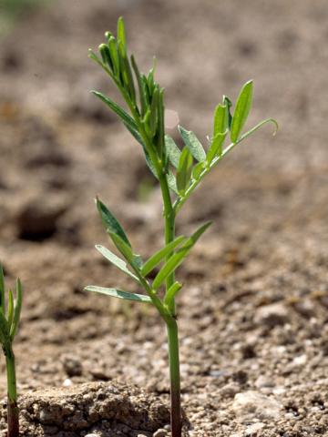 Vesce jargeau(Vicia cracca)_id