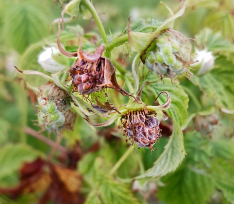 Cladosporiose framboise