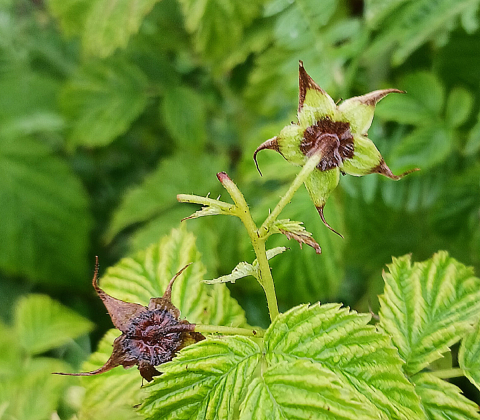 Cladosporiose framboise