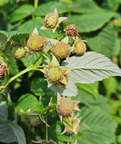 Cladosporiose framboise