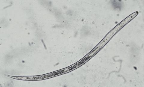 Heterodera glycines