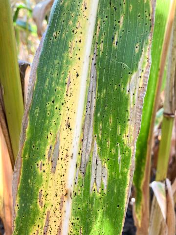Mais - Tache goudronneuse (Phyllachora maydis)