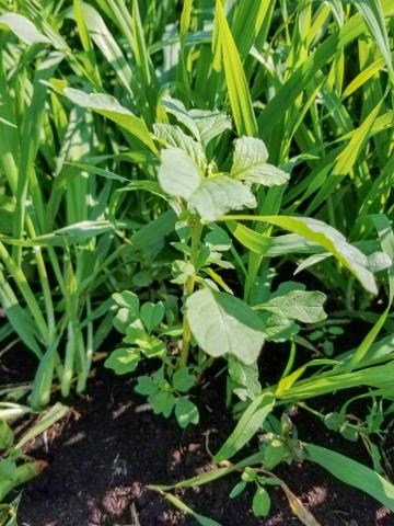 Amarante livide(Amaranthus blitum)_2