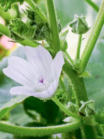 Mauve négligée (Malva neglecta)_8