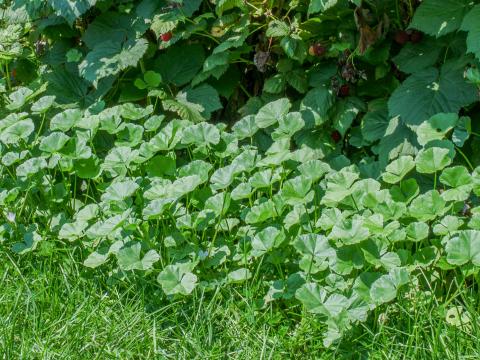 Mauve négligée (Malva neglecta)_10