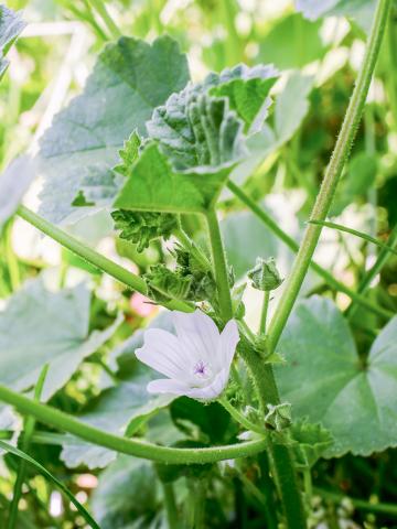 Mauve négligée (Malva neglecta)_9