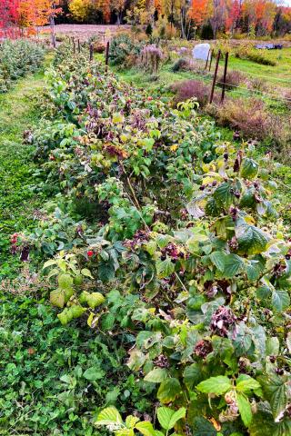 Famboise - brûlure bactérienne (Erwinia amylovora)