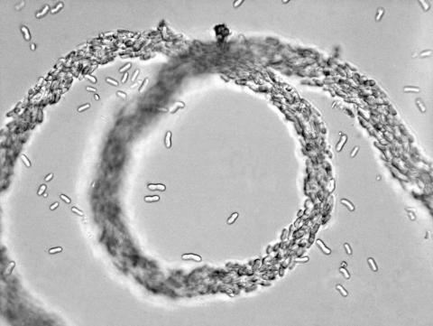 Ascochyta-32_LQ