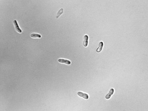 Ascochyta-36_LQ