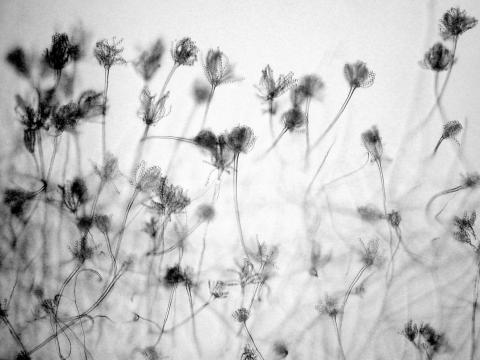Aspergillus-16_LQ