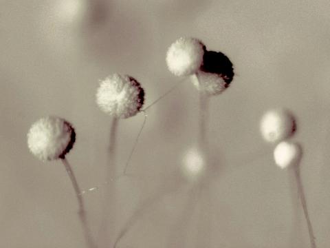 Aspergillus-36_LQ