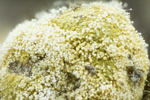 Aspergillus-52a_LQ