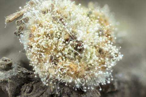Aspergillus-52b_LQ