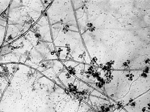 Botryosporium-02_LQ