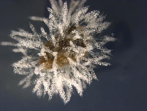 Botryosporium_D34752-1_LQ
