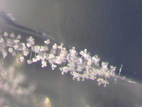 Botryosporium_D34752-2_LQ