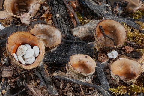 Cyathus-1_LQ