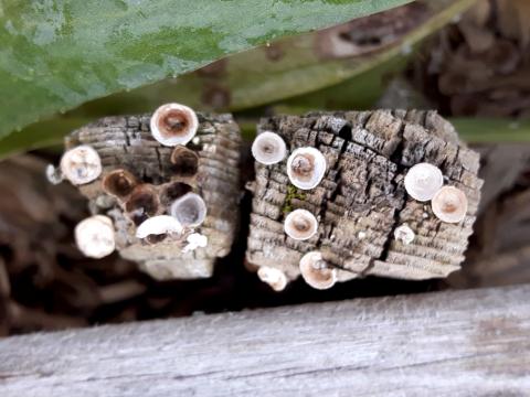 Cyathus-2_LQ