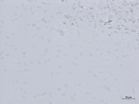 Cytospora_chrysosperma_D55858-2_LQ