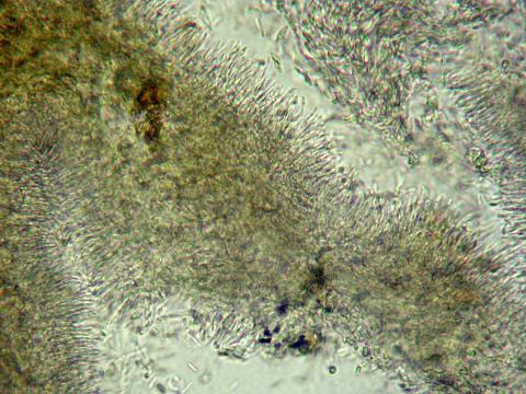 cytospora-09-ret