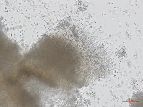 Hainesia_sp_5