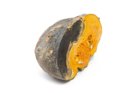 courge_stag_cucu_55846e_ad_iriis