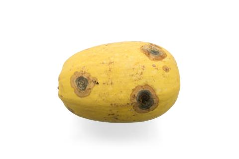 Courges - Chancre gommeux (Stagonosporopsis cucurbitacearum)_19