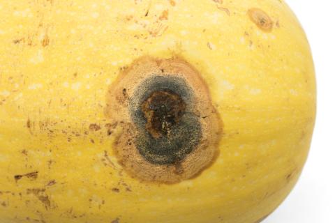 Courges - Chancre gommeux (Stagonosporopsis cucurbitacearum)_21