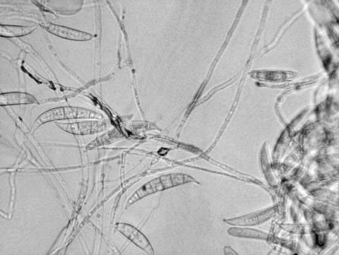 Fusarium_cerealis_1