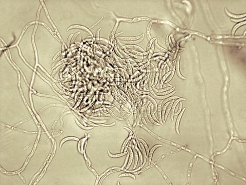 Fusarium_sp_2