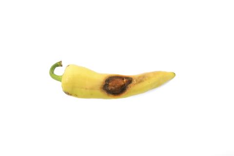 Piment - Anthracnose (Colletotrichum scovillei)_3