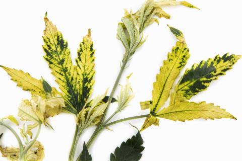Cannabis_quinclorac (4)_5