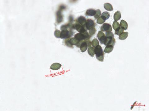 Podospora_sp_3