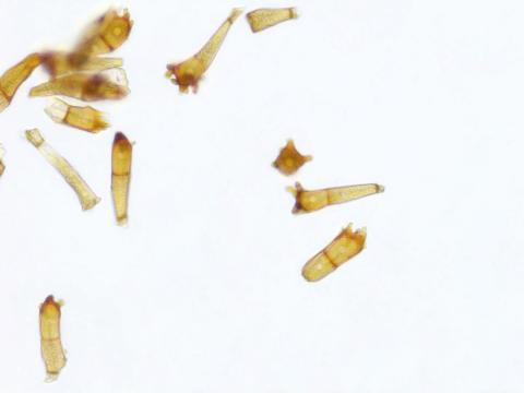 Puccinia_coronata_3