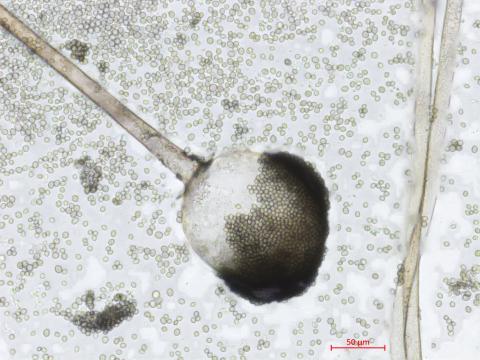 Rhizopus_sp_4