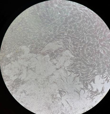 fusarium virguliforme