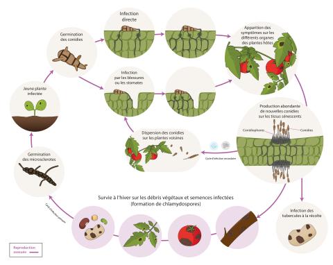 Alternaria sp. cycle maladie